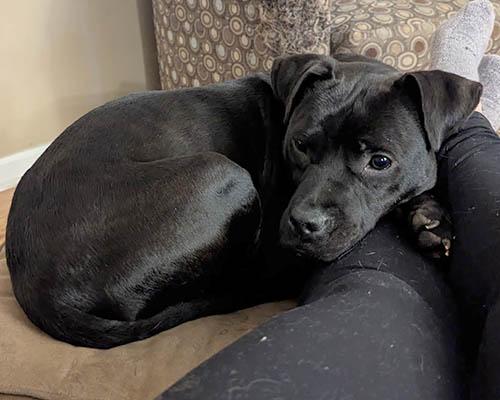 Enlarge Bebe, a Adoptable mixed breed in Wrightsville Beach, NC image 1/6