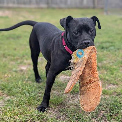 Enlarge Bebe, a Adoptable mixed breed in Wrightsville Beach, NC image 4/6