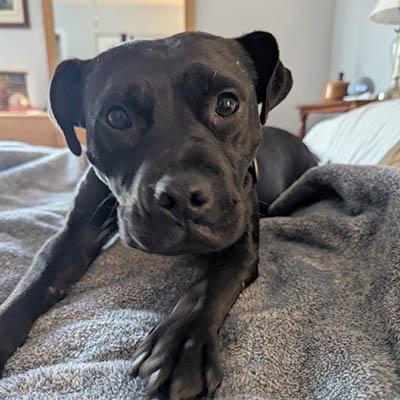 Enlarge Bebe, a Adoptable mixed breed in Wrightsville Beach, NC image 6/6