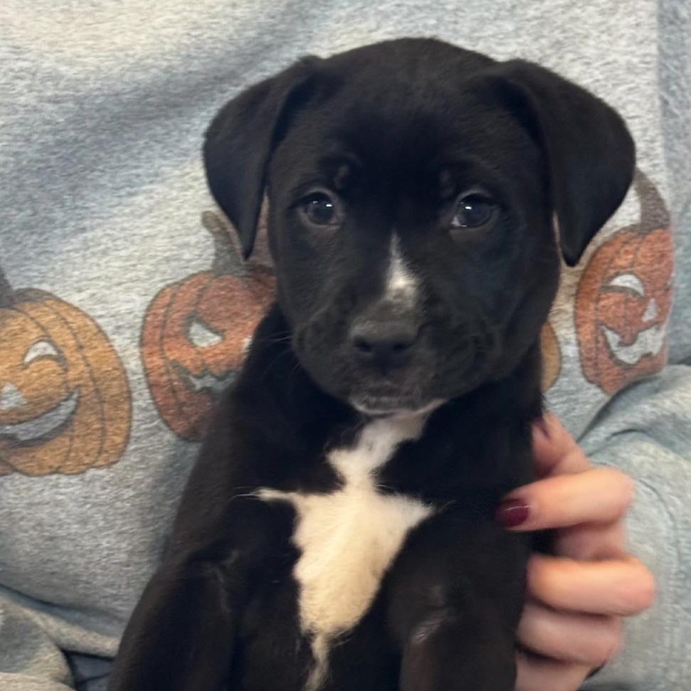 Enlarge Peppermint, a Adoptable mixed breed in Shinnston, WV image 1/3