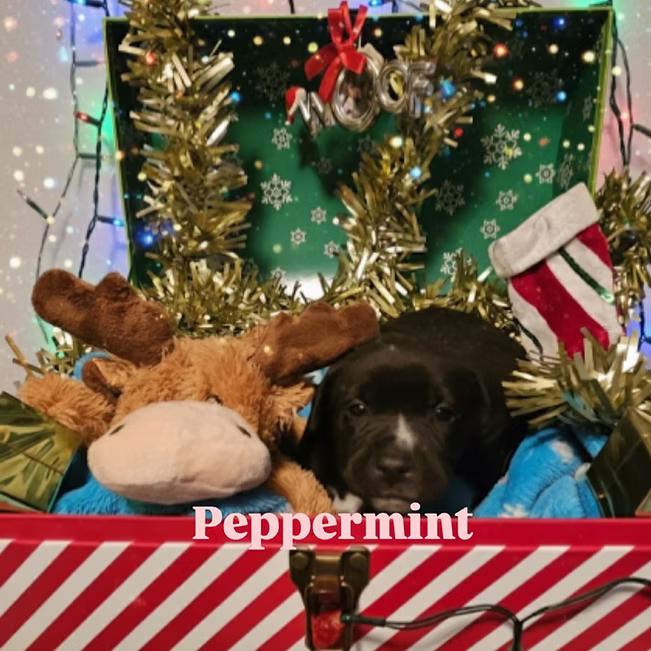 Enlarge Peppermint, a Adoptable mixed breed in Shinnston, WV image 3/3