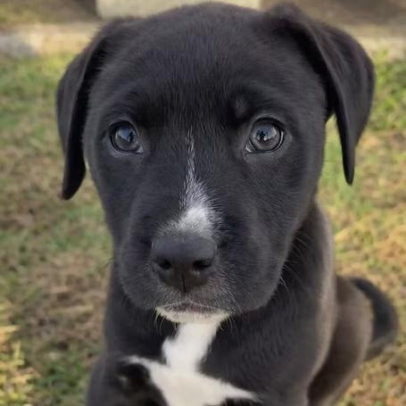 Enlarge Peppermint, a Adoptable mixed breed in Shinnston, WV image 2/3