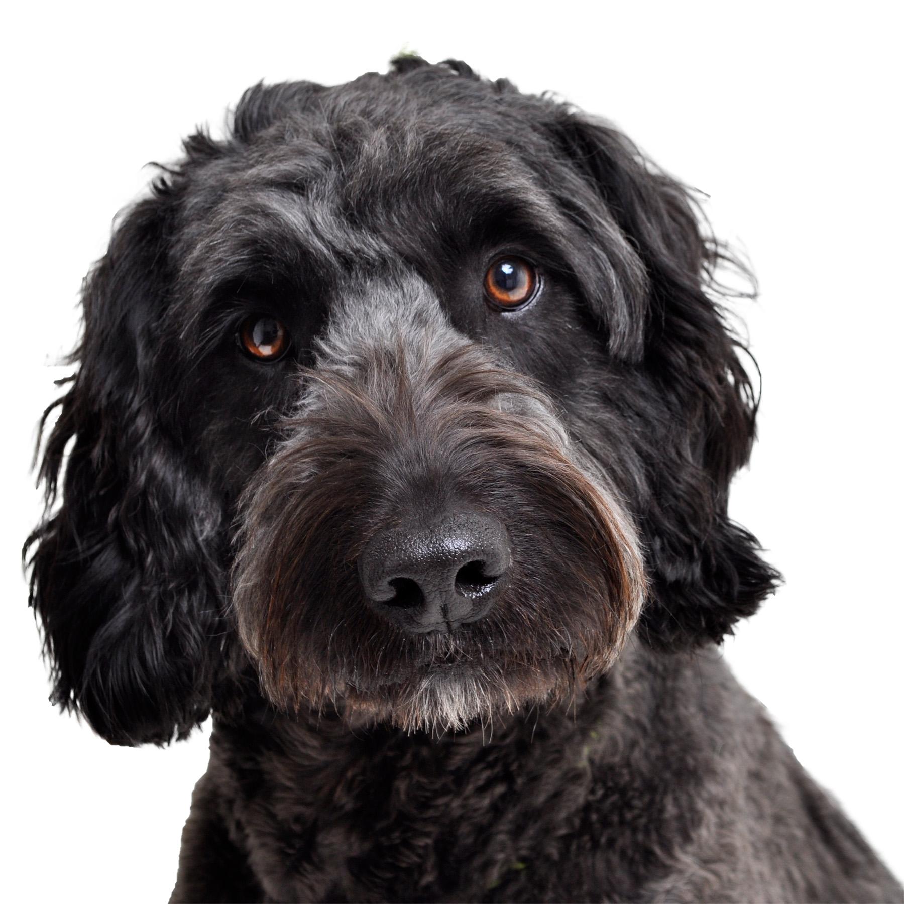 Lady, ADOPTABLE, Adult Female Goldendoodle & Golden Retriever.