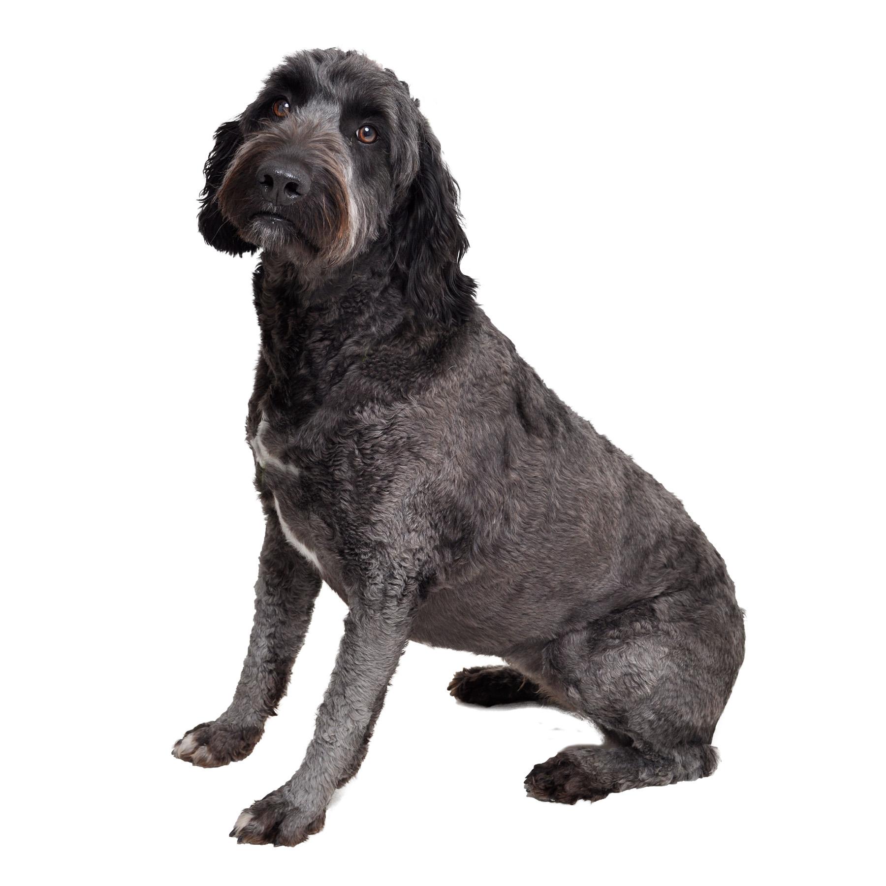 Enlarge Lady, an adopted mixed breed in Friendsville, TN image 2/2