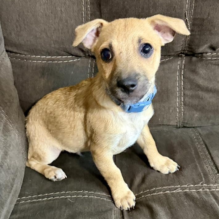 Ankle, ADOPTABLE, Young Male Maltese & Chihuahua.