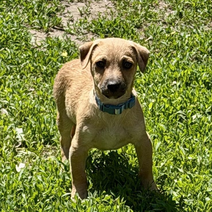 Enlarge Ankle, a ADOPTABLE mixed breed in Racine, WI image 2/3