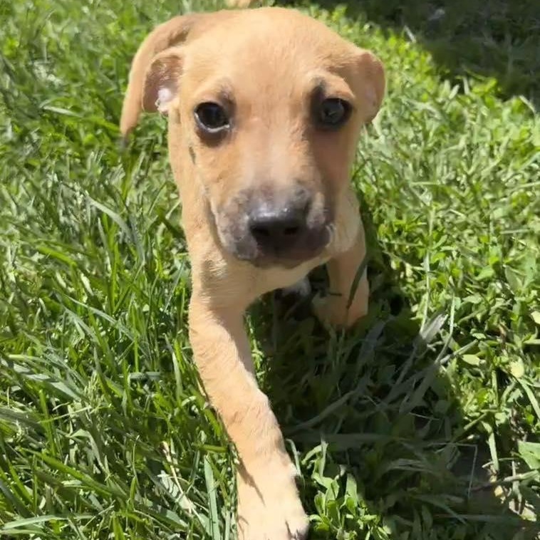 Enlarge Ankle, a ADOPTABLE mixed breed in Racine, WI image 3/3