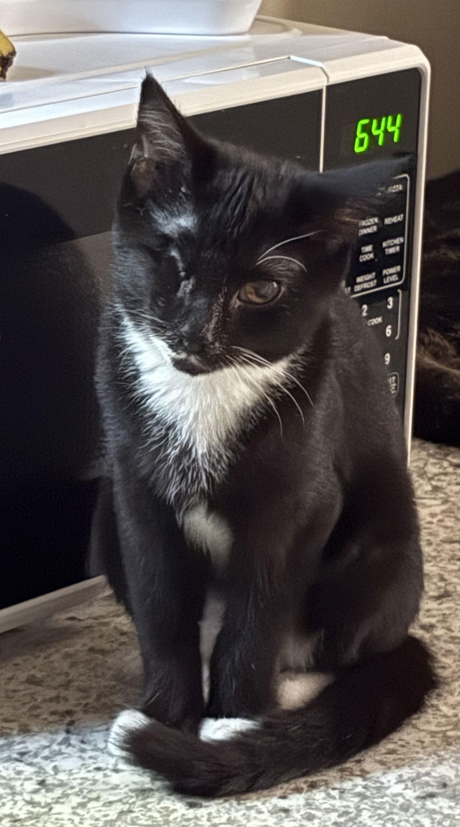 AUDREY, Adoptable, Kitten Female Tuxedo & Domestic Short Hair.