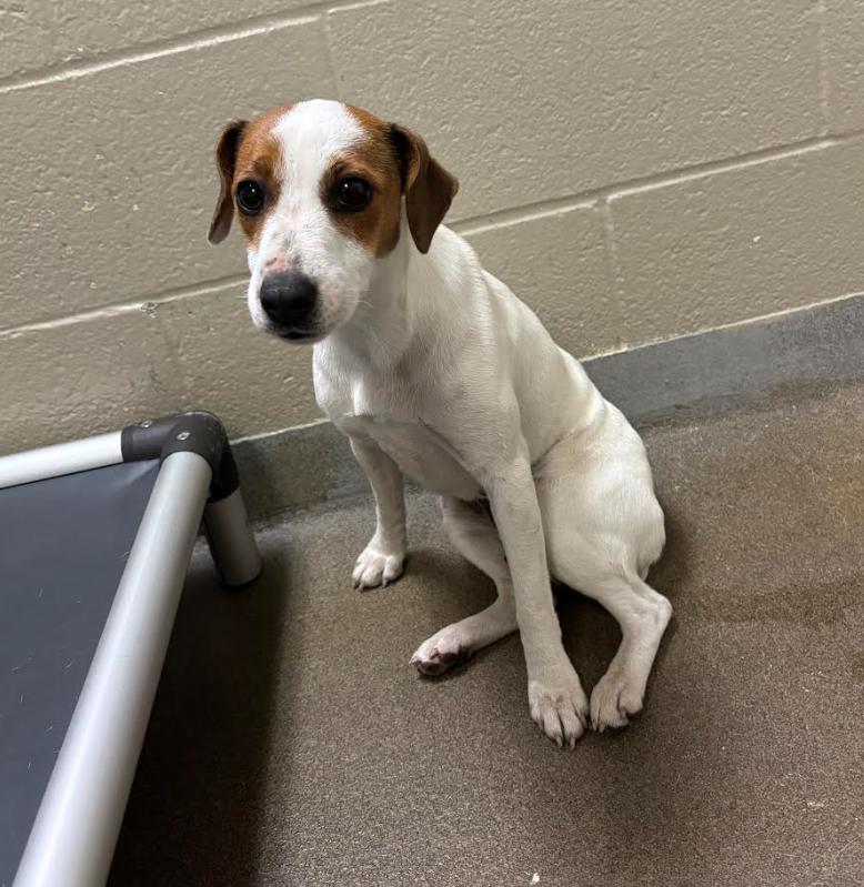 Star, Adoptable, Young Female Jack Russell Terrier & Mixed Breed.