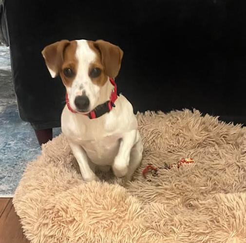 Star, Adoptable, Young Female Jack Russell Terrier & Mixed Breed.