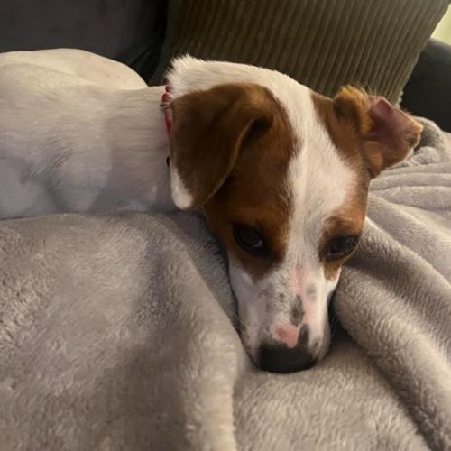 Enlarge Star, a Adoptable mixed breed in Washington DC, DC image 2/5