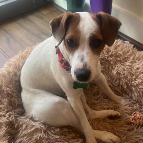 Enlarge Star, a Adoptable mixed breed in Washington DC, DC image 3/5