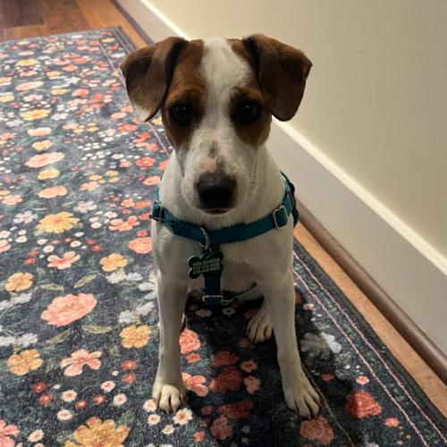 Enlarge Star, a Adoptable mixed breed in Washington DC, DC image 4/5