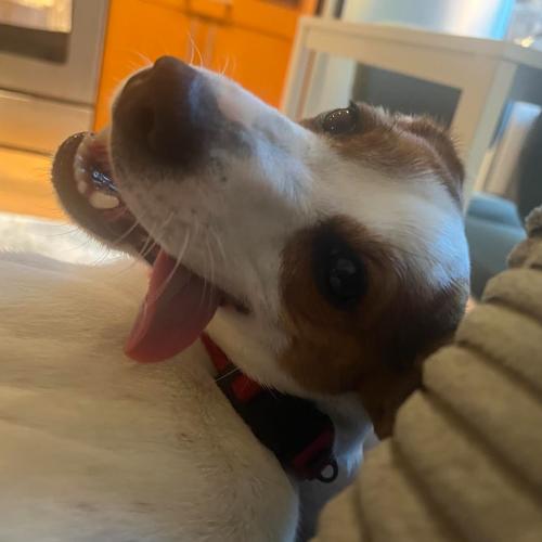 Enlarge Star, a Adoptable mixed breed in Washington DC, DC image 5/5