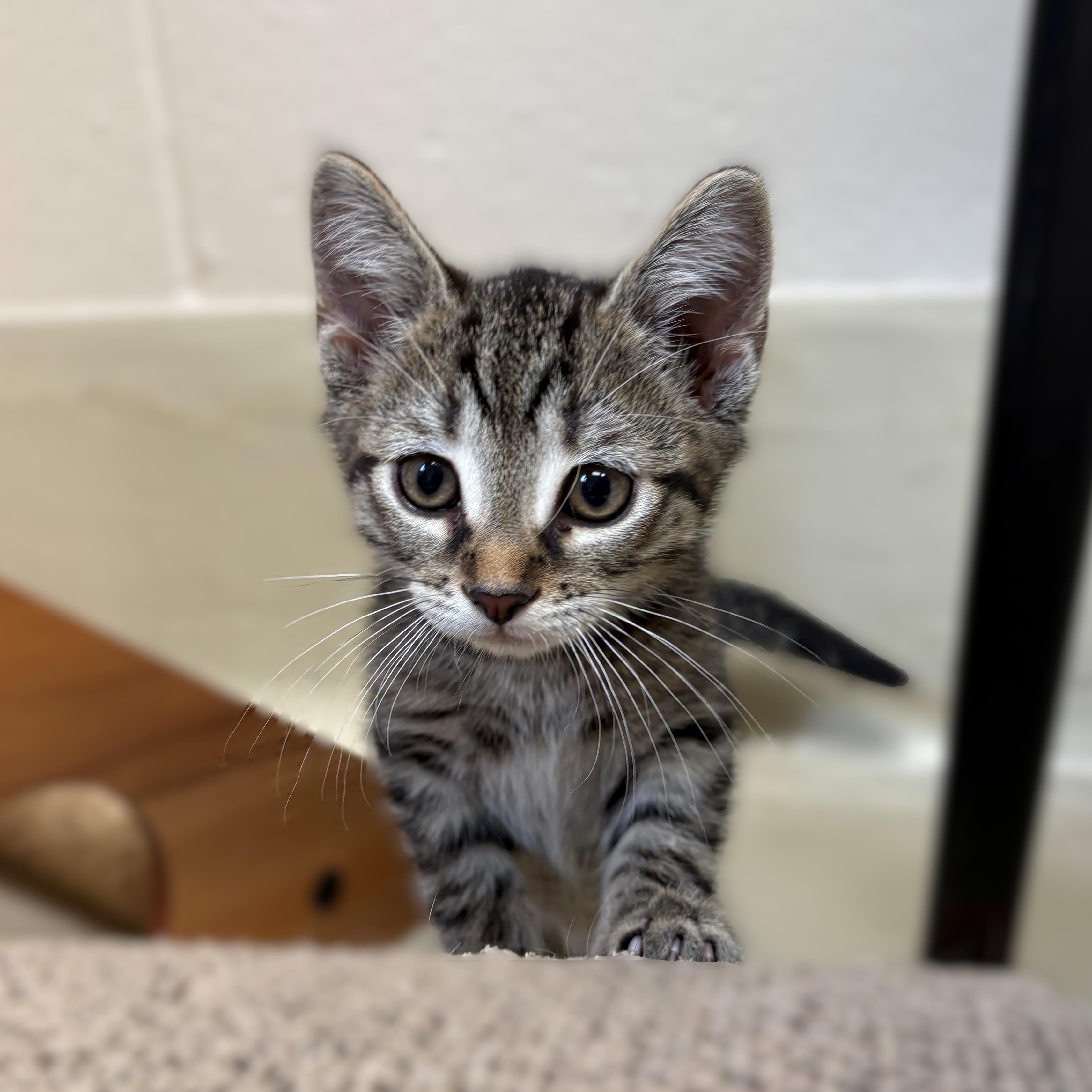 Enlarge Spark Plug- #51550, a ADOPTABLE Domestic Short Hair in Columbia, MD image 1/4