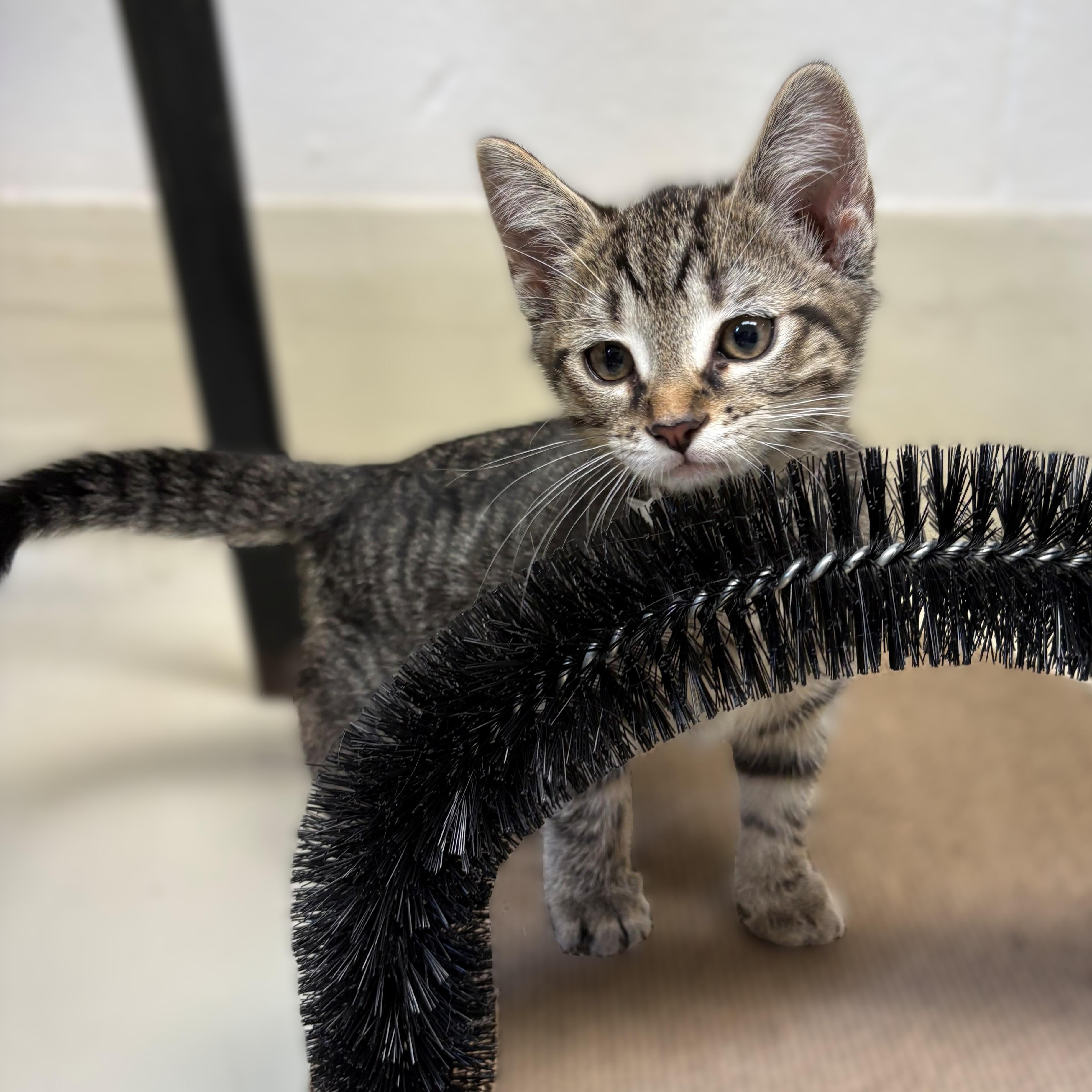 Enlarge Spark Plug- #51550, a ADOPTABLE Domestic Short Hair in Columbia, MD image 2/4