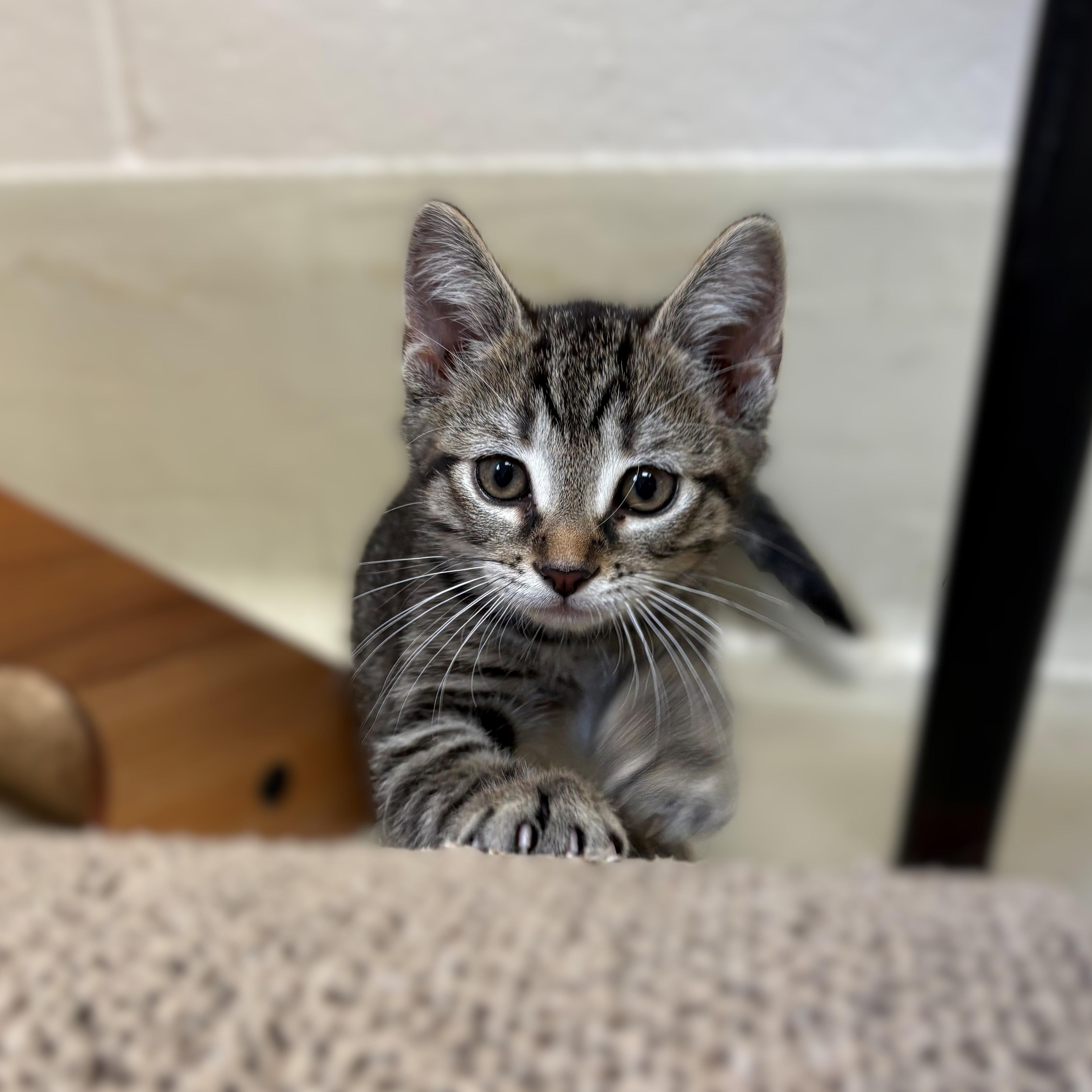 Enlarge Spark Plug- #51550, a ADOPTABLE Domestic Short Hair in Columbia, MD image 4/4