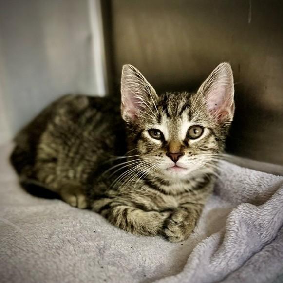 Enlarge Spark Plug- #51550, a ADOPTABLE Domestic Short Hair in Columbia, MD image 3/4