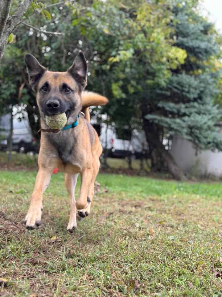 Story, Adopted, Young Male Shepherd.