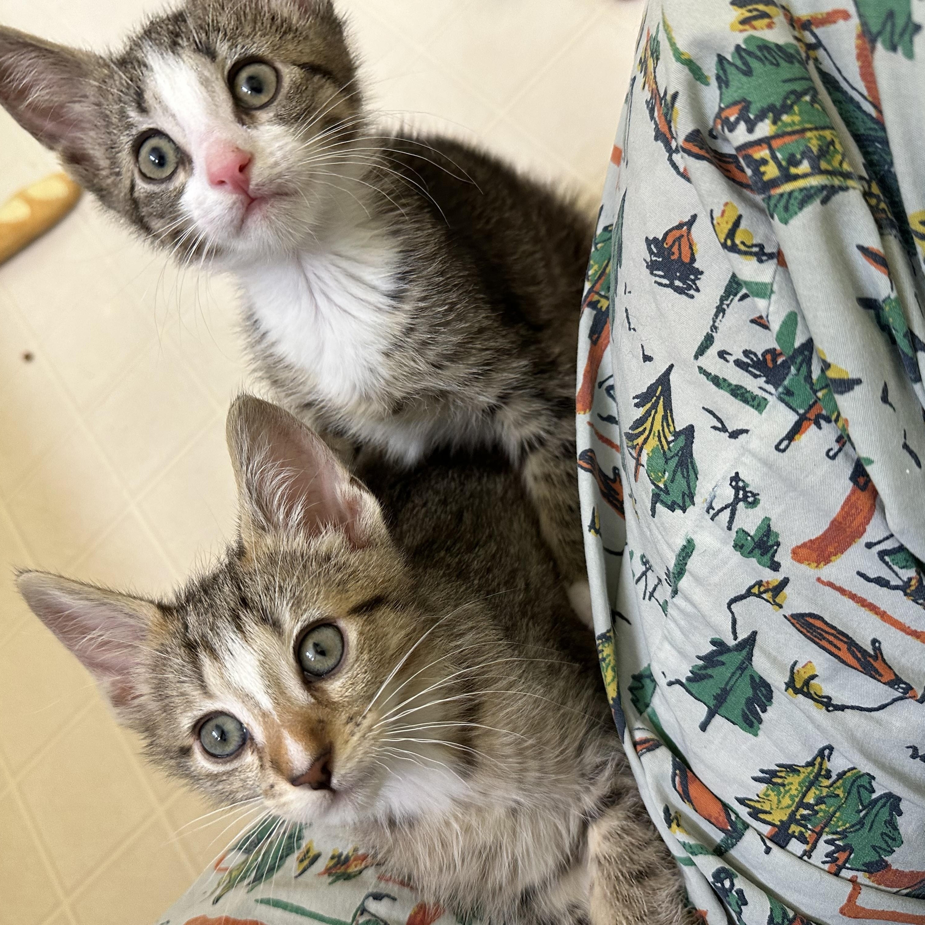 Eggs Benedict, a Adoptable Domestic Short Hair in Elkton, MD image 2/3