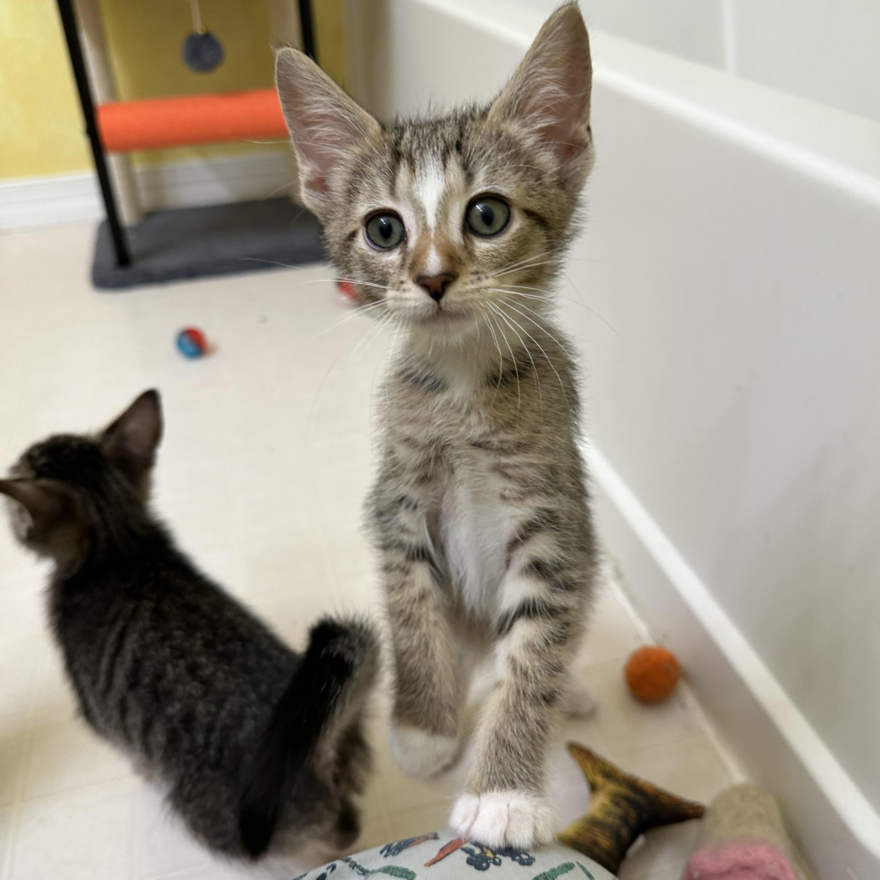 Eggs Benedict, Adoptable, Kitten Male Domestic Short Hair.