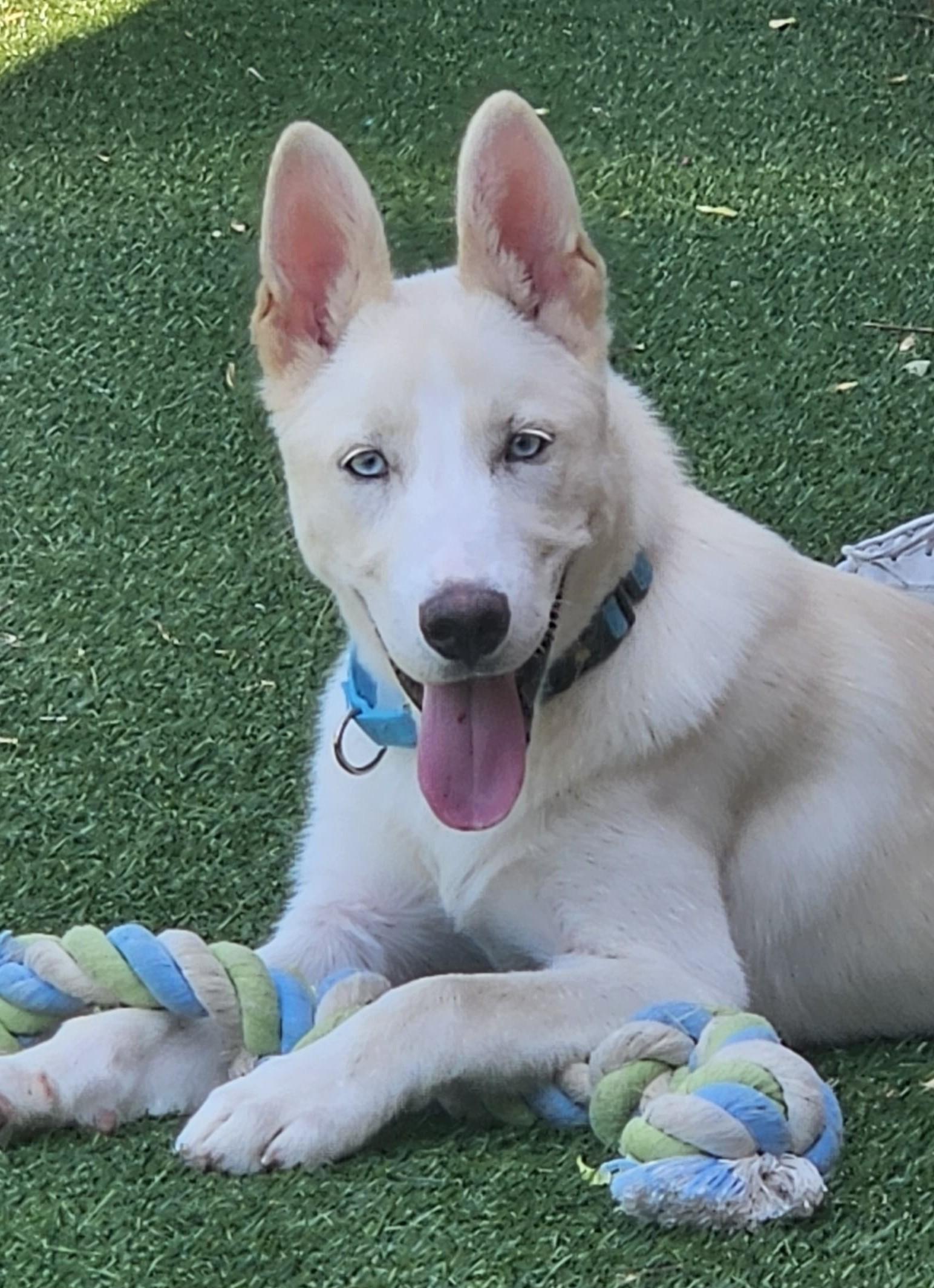 Odin, adopted, Puppy Male Siberian Husky & Shepherd.