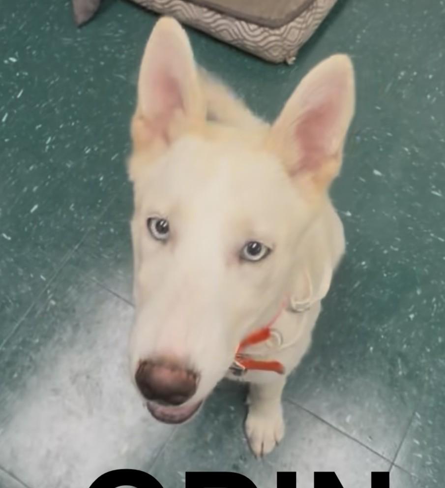 Enlarge Odin, an adopted mixed breed in Norwalk, CT image 3/3