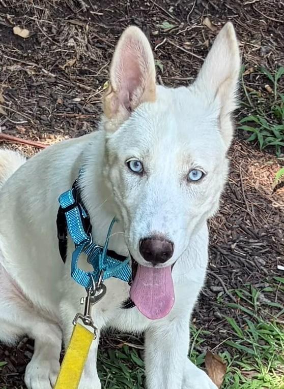 Enlarge Odin, an adopted mixed breed in Norwalk, CT image 2/3