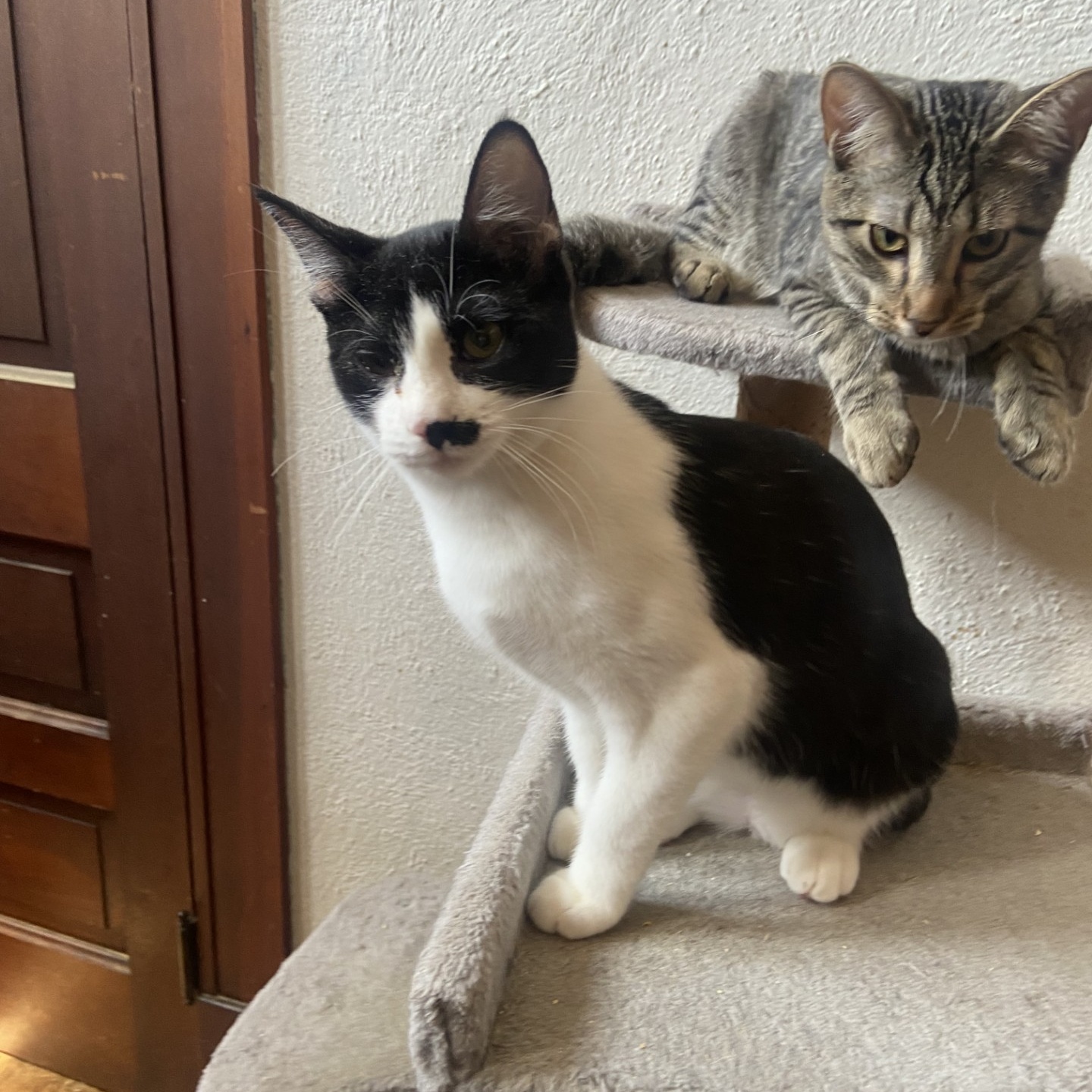 Ethel, a Adoptable Domestic Short Hair in Springdale, AR image 2/3