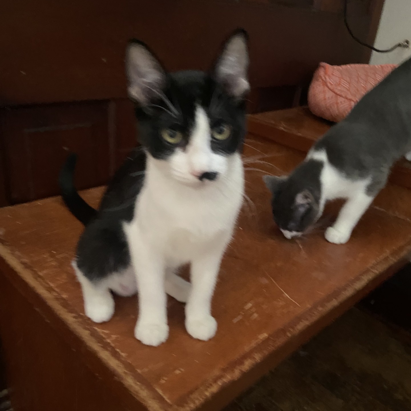 Ethel, a Adoptable Domestic Short Hair in Springdale, AR image 1/3