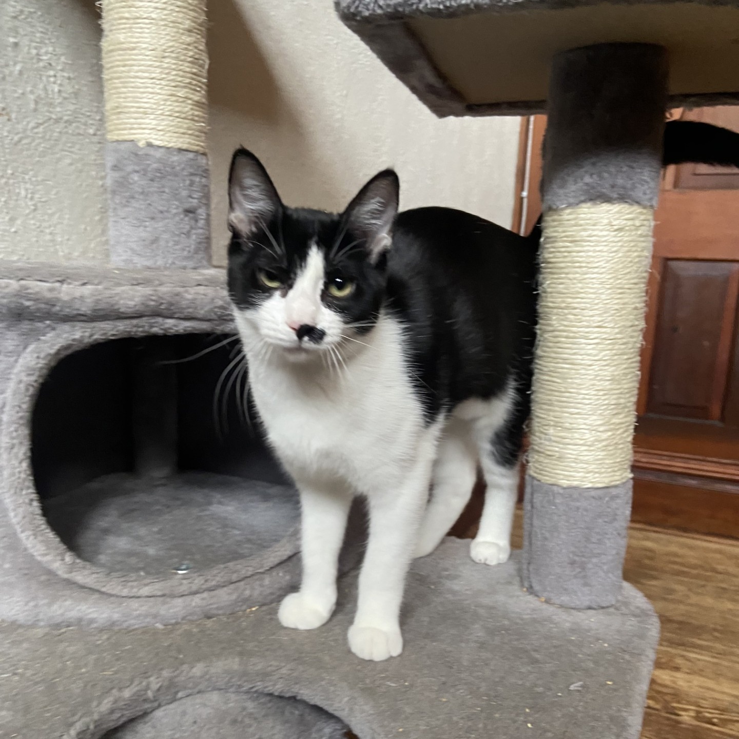 Ethel, a Adoptable Domestic Short Hair in Springdale, AR image 3/3