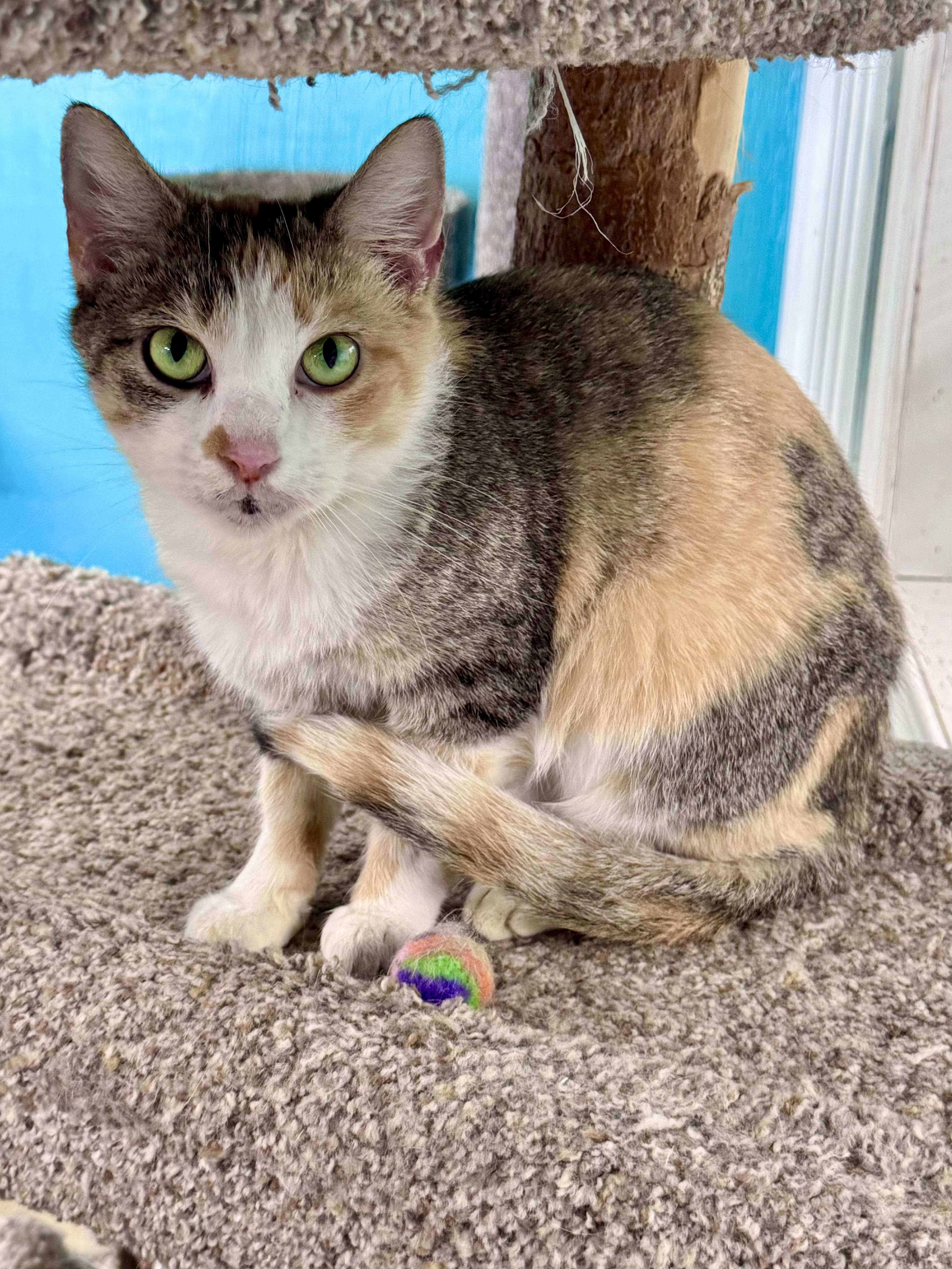 Enlarge Pepper, a Adoptable mixed breed in Fishers, IN image 2/2