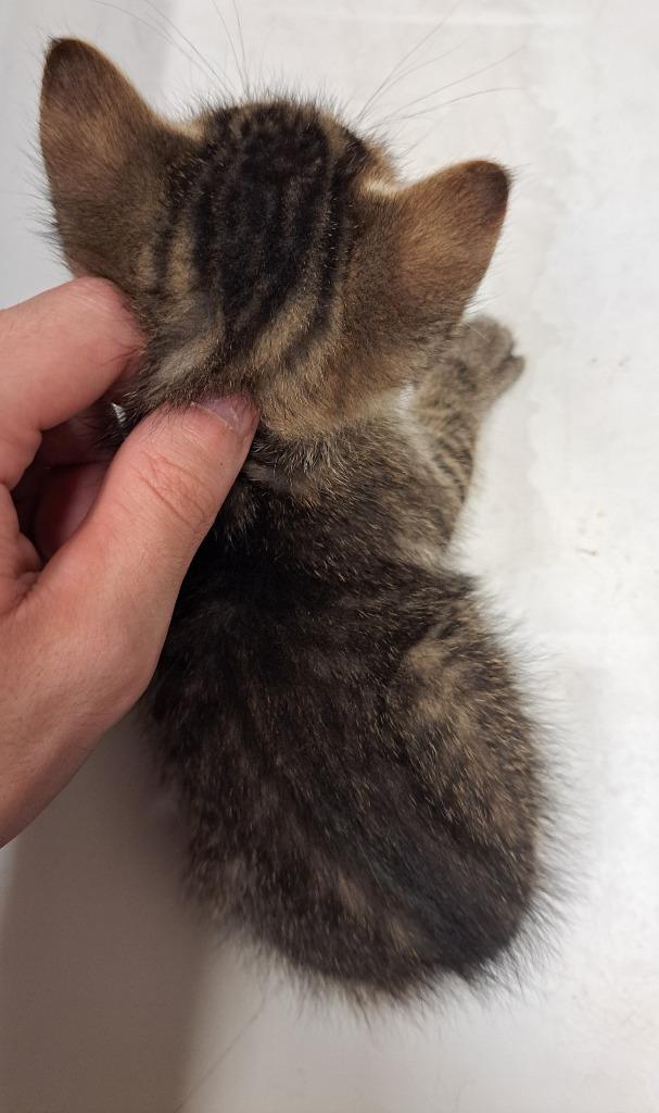 Blossom, Adoptable, Kitten Male Domestic Short Hair.