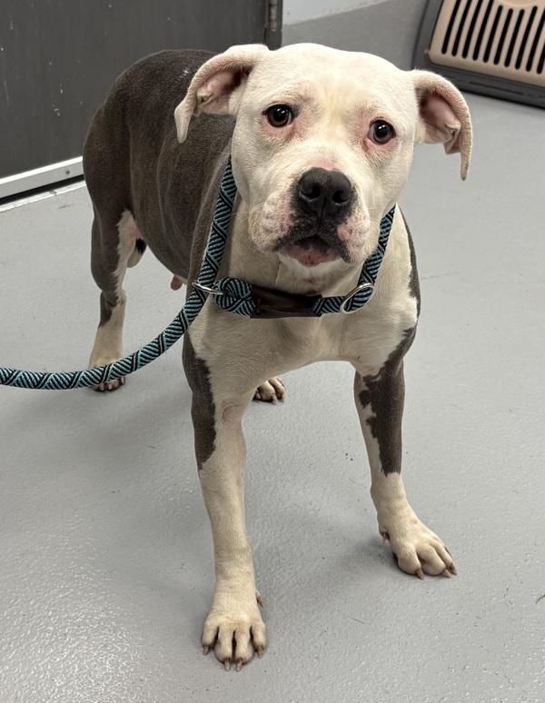 Pen 200c Kennedy, Adoptable, Adult Female Pit Bull Terrier.