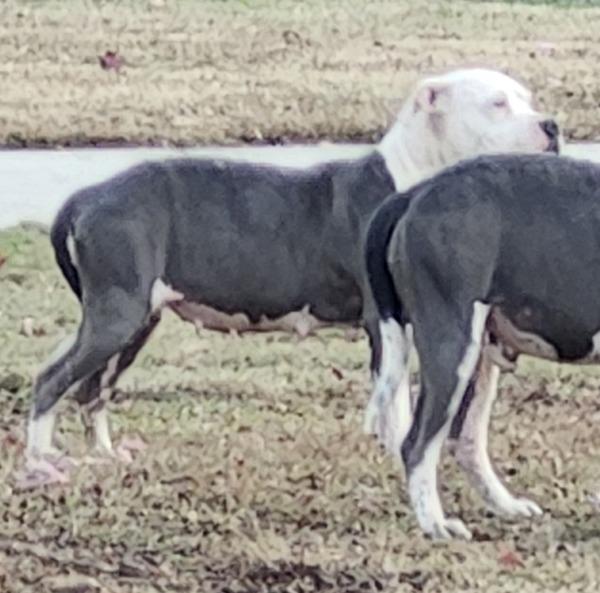 Enlarge Pen 200c Kennedy, a Adoptable mixed breed in Lawrenceville, GA image 2/4