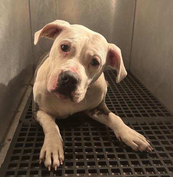 Enlarge Pen 200c Kennedy, a Adoptable mixed breed in Lawrenceville, GA image 3/4