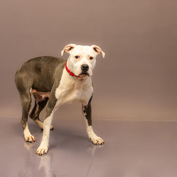 Enlarge Pen 200c Kennedy, a Adoptable mixed breed in Lawrenceville, GA image 4/4