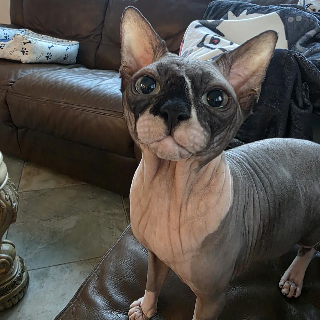 Anubis, Adoptable, Adult Male Sphynx / Hairless Cat.