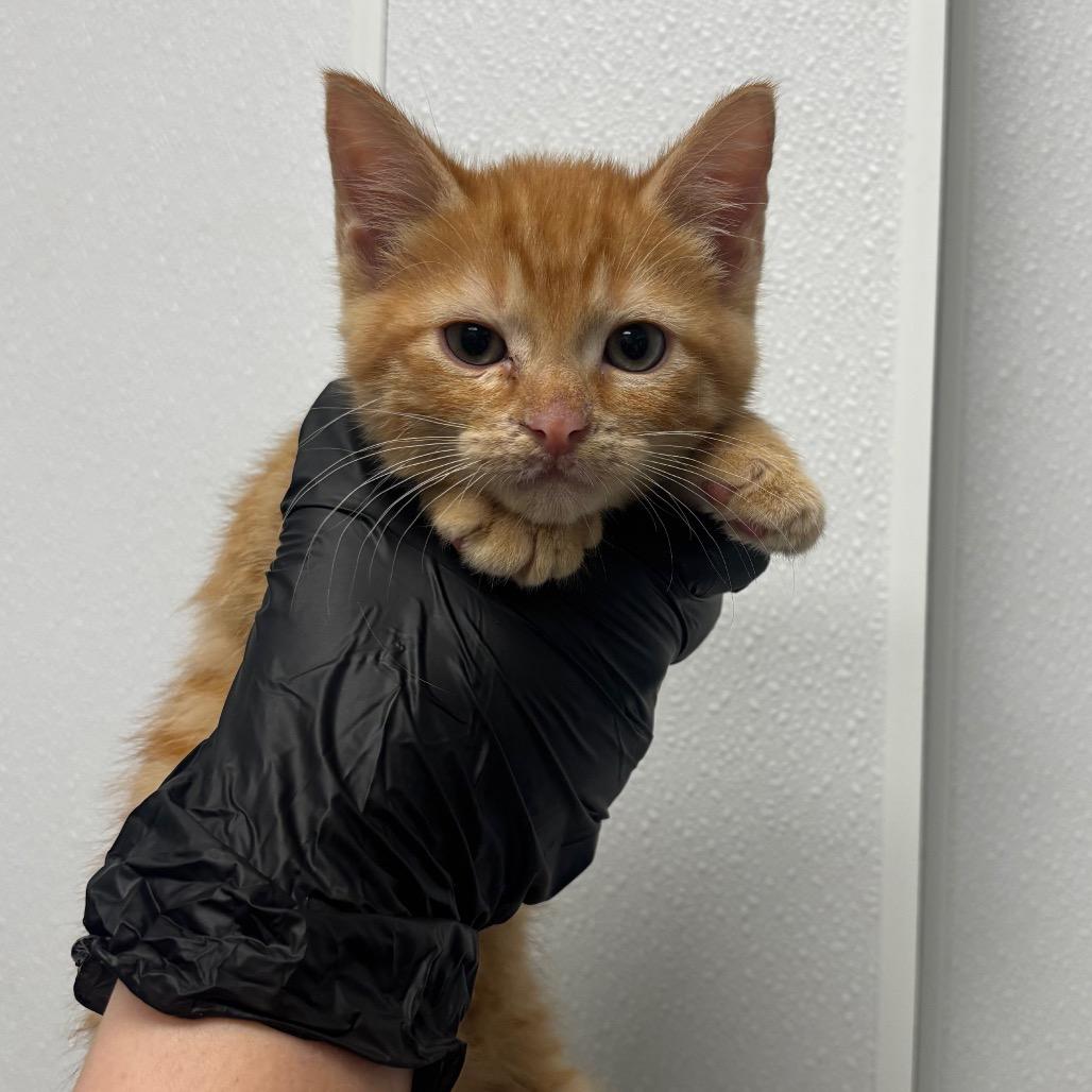 Calvin, Adoptable, Kitten Male Domestic Short Hair.