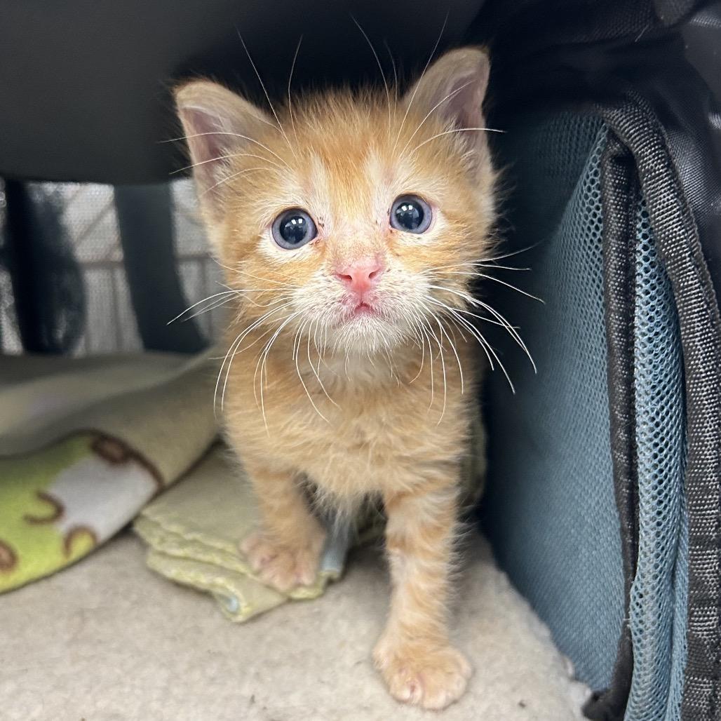 Enlarge Calvin, a Adoptable Domestic Short Hair in Abilene, TX image 2/3