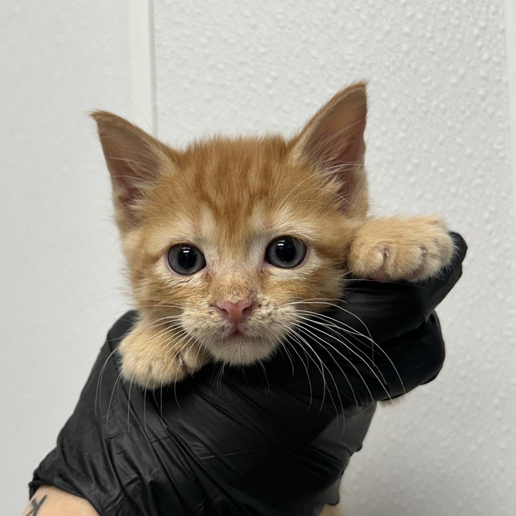 Enlarge Calvin, a Adoptable Domestic Short Hair in Abilene, TX image 3/3