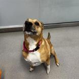 Enlarge Carle, a ADOPTABLE Mixed Breed in Hilliard, OH image 4/4