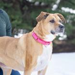 Carle, ADOPTABLE, Senior Female Mixed Breed.