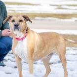 Enlarge Carle, a ADOPTABLE Mixed Breed in Hilliard, OH image 3/4