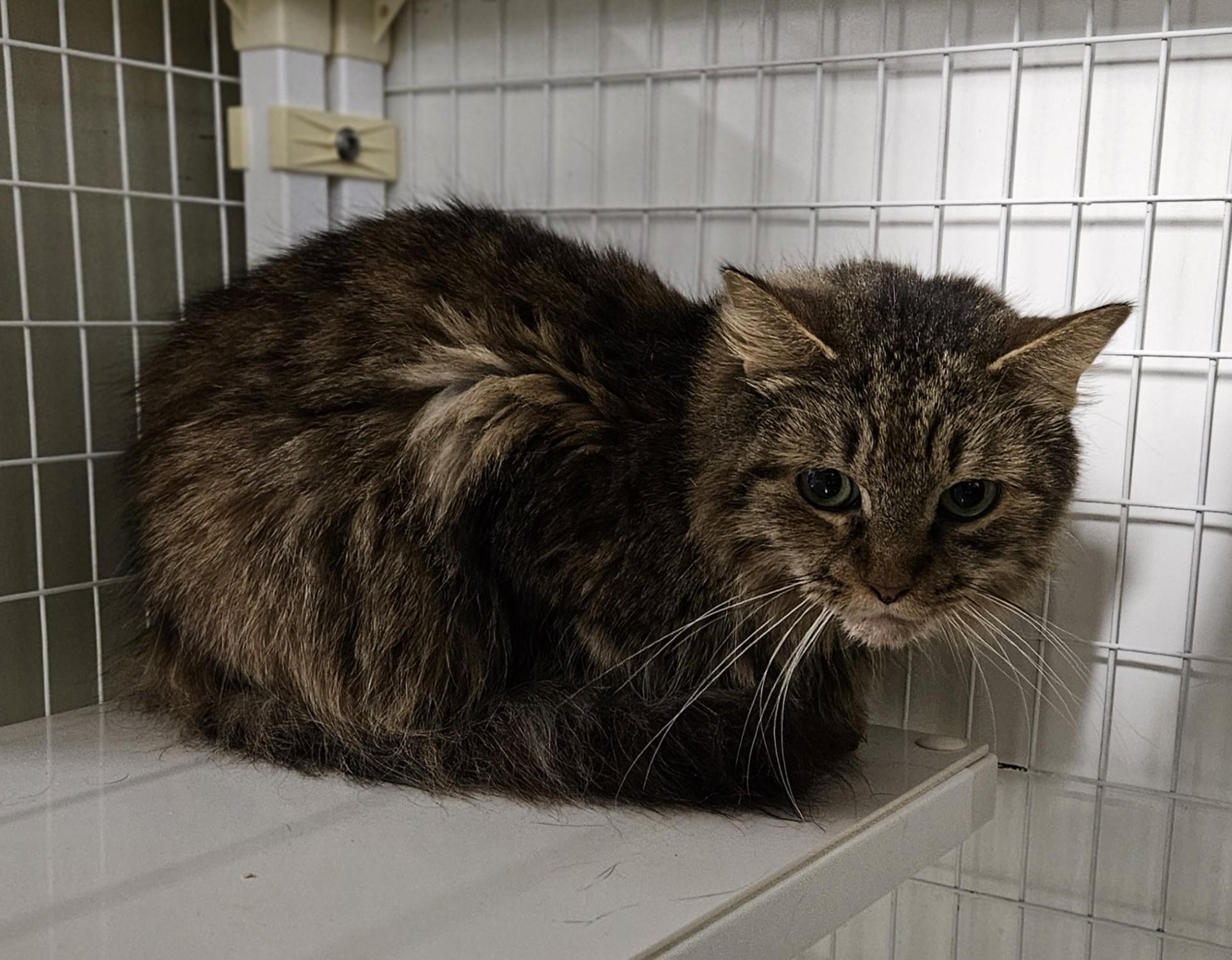 Kinder, Adoptable, Adult Female Domestic Medium Hair.