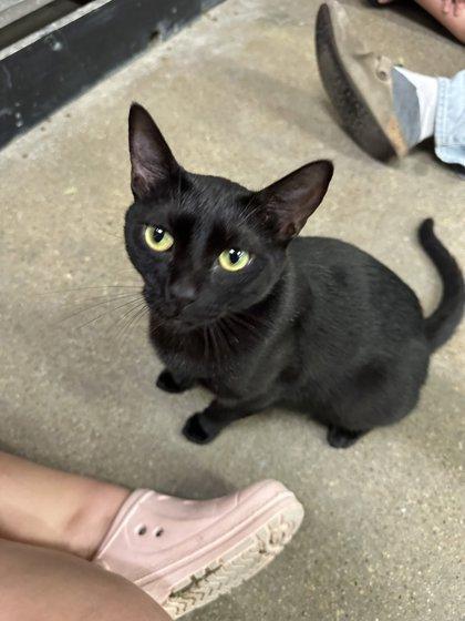 Marjorie, Adoptable, Adult Female Domestic Short Hair & Domestic Short Hair.