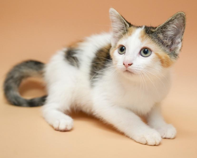 Carla is crazy cute!  TINY WEENY RAINBOW adorable!!!