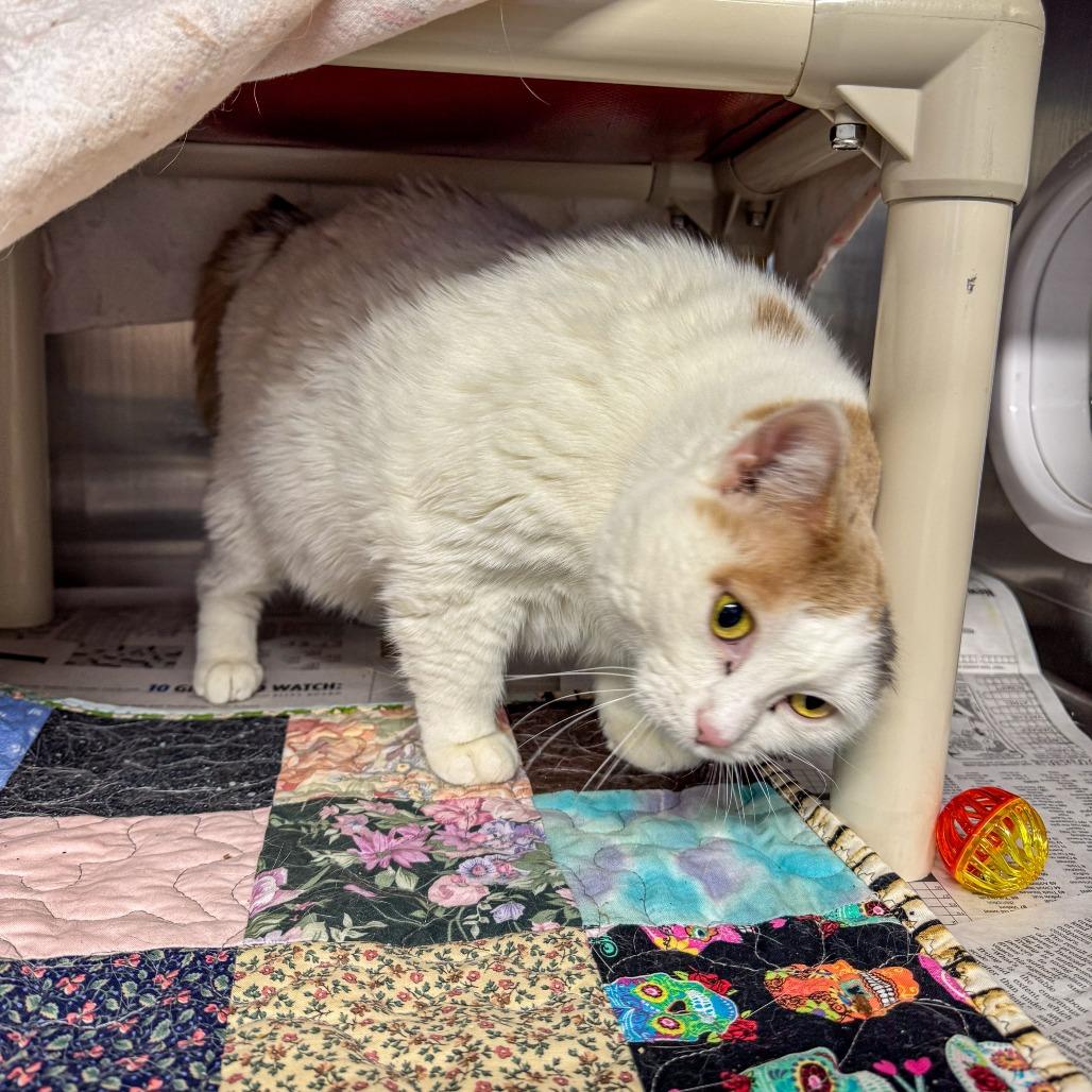 Enlarge Sophie, a Adoptable Domestic Short Hair in Kennebunk, ME image 1/6