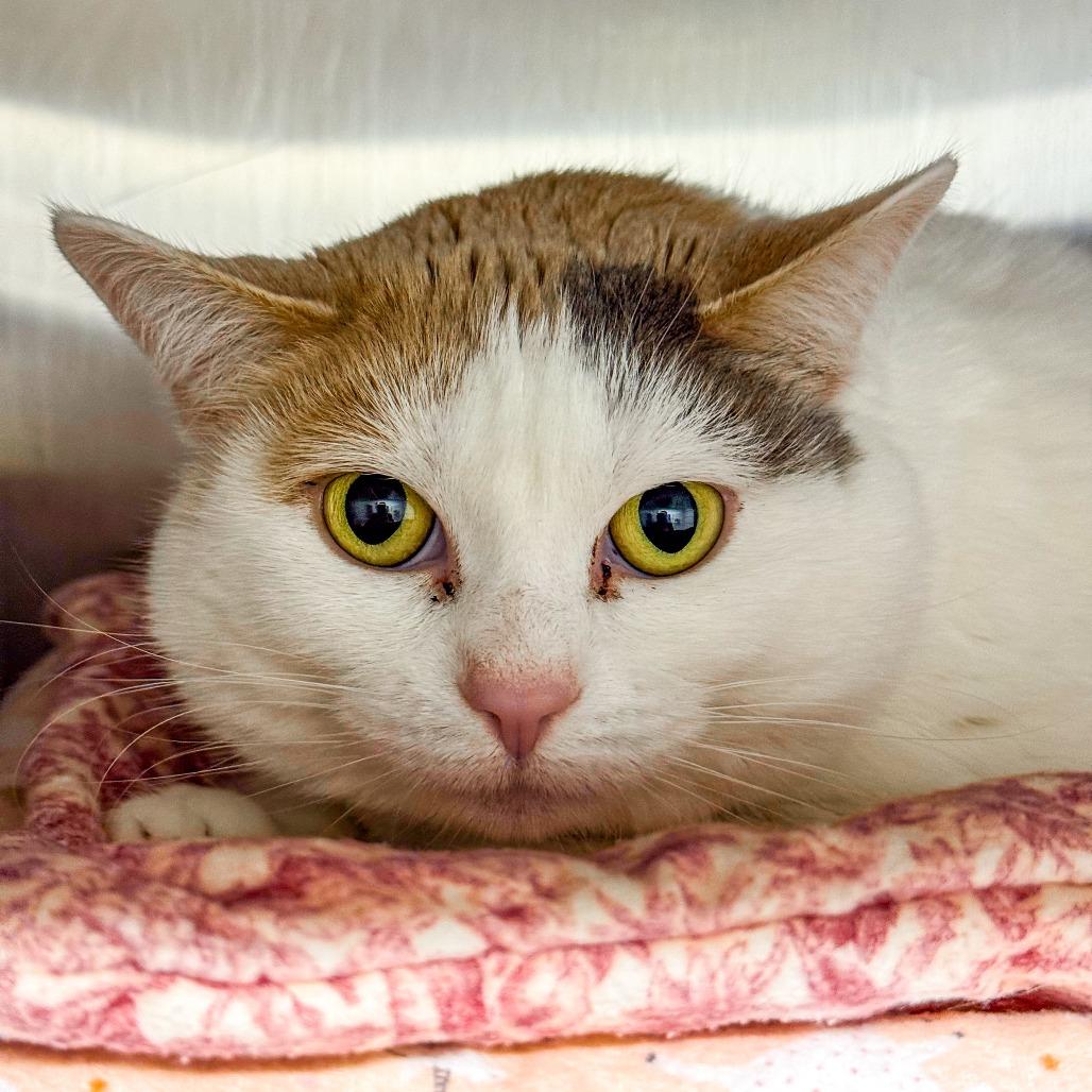 Enlarge Sophie, a Adoptable Domestic Short Hair in Kennebunk, ME image 2/6