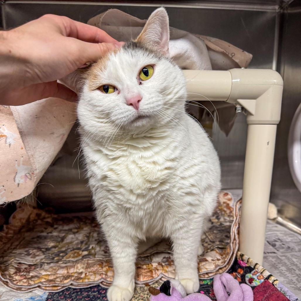 Enlarge Sophie, a Adoptable Domestic Short Hair in Kennebunk, ME image 3/6